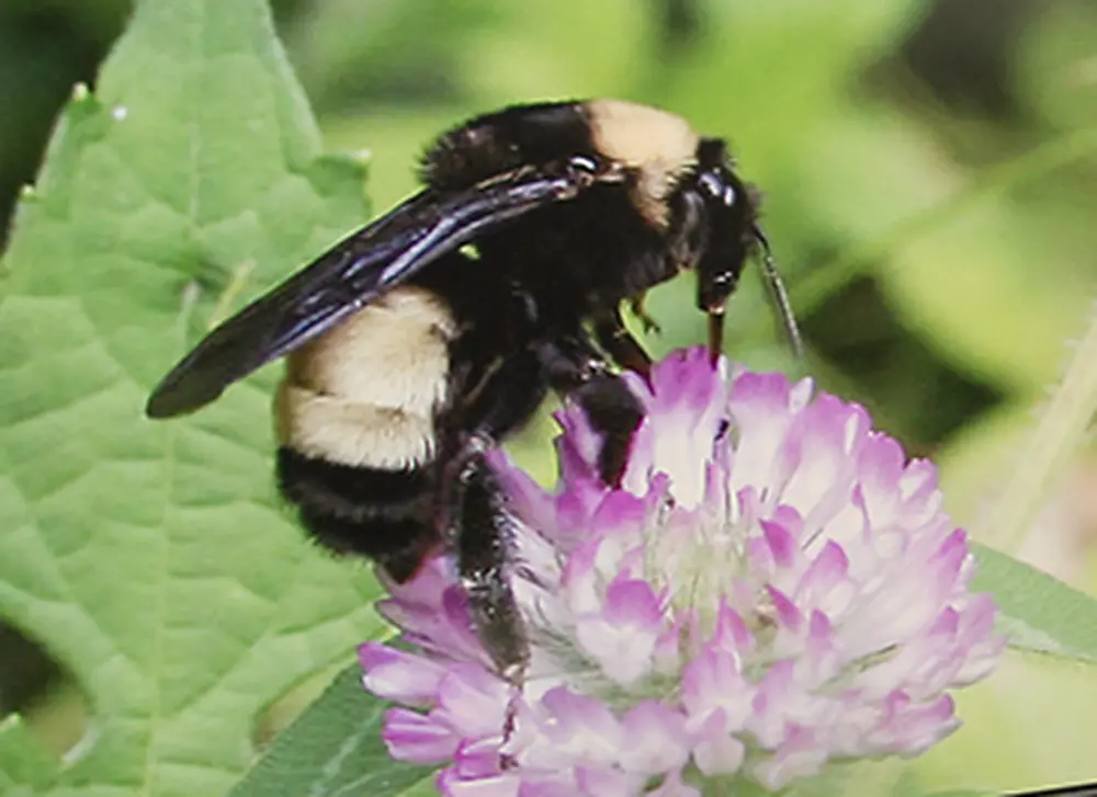 What is killing the bees?
