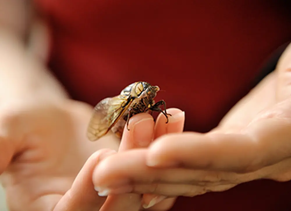 Cicada wings may inspire new surface technologies