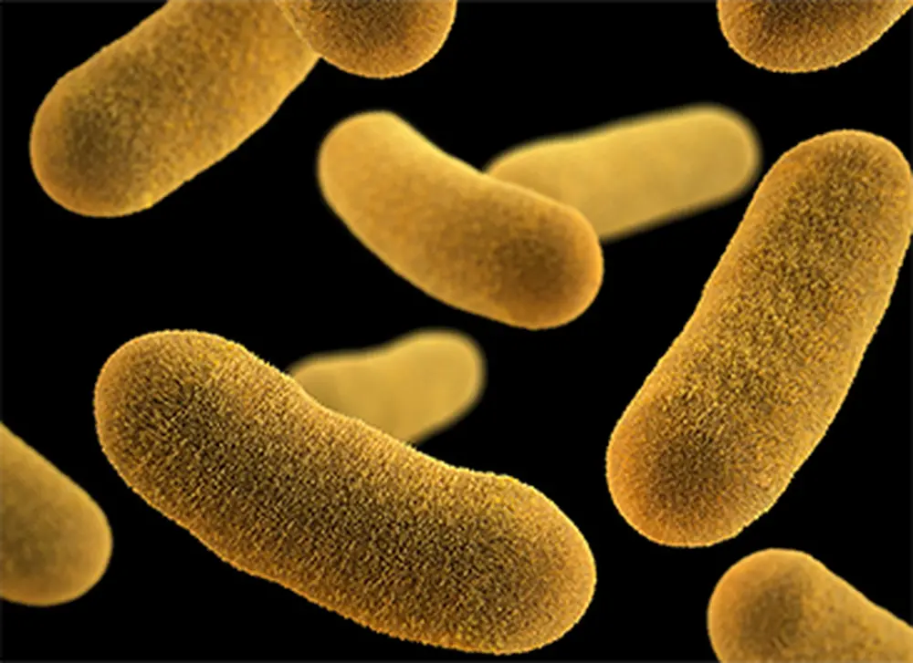 Slowing bacteria may be more effective than killing them