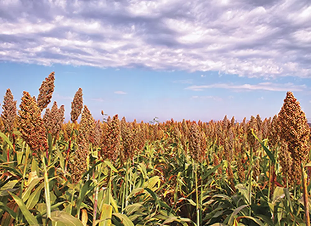 U.S. Department of Energy grant will fund sorghum research at Illinois