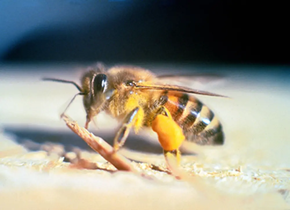 Genomic study explores evolution of gentle &lsquo;killer bees&rsquo; in Puerto Rico