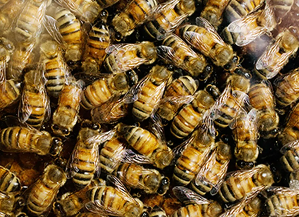 Agricultural fungicide attracts honey bees, study finds