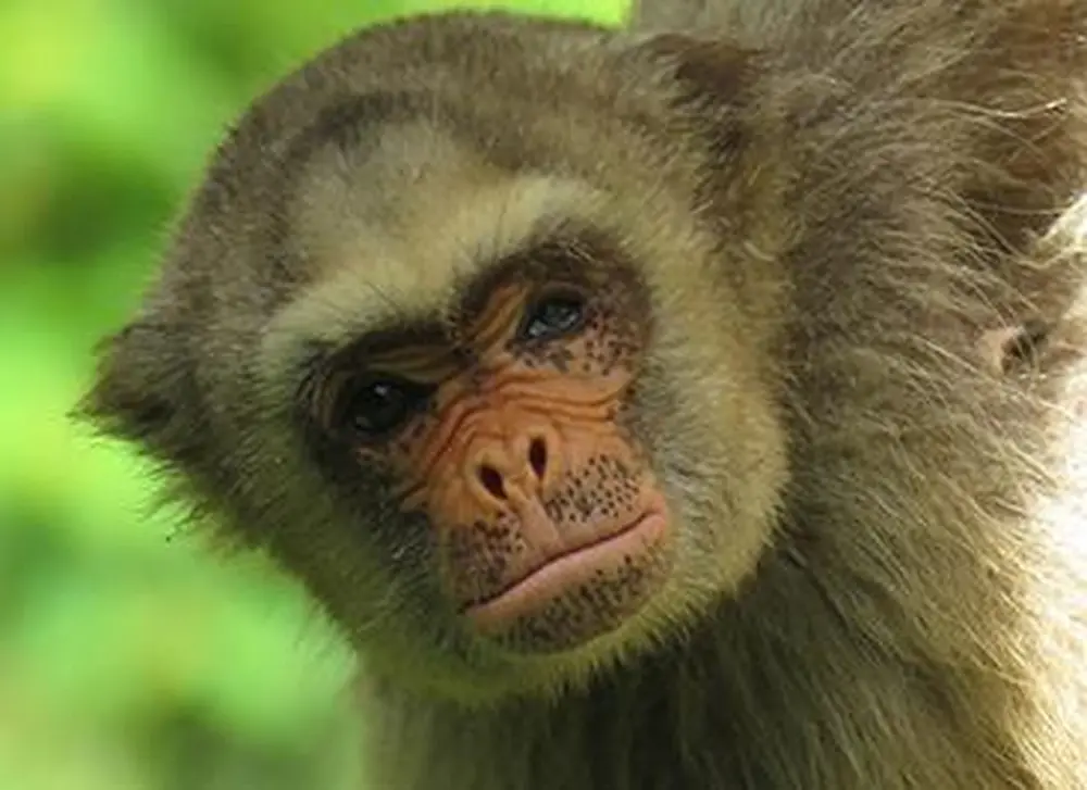 Anthropologist: Primates face deepening threat of extinction