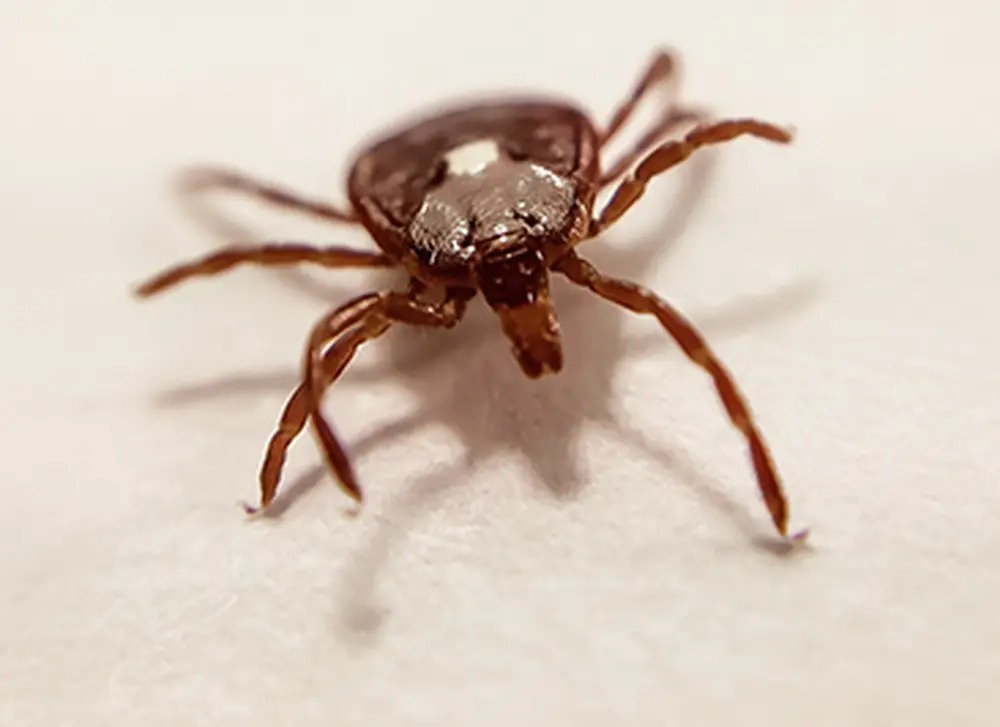 Should we worry about ticks this summer?