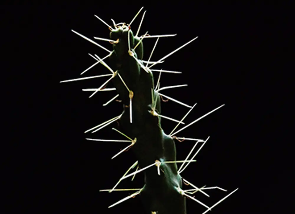 Beware the jumping cholla