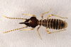 Soldier termite