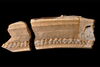 Ancient sloth tooth