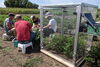 Researchers studying cowpeas