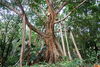 Banyan tree