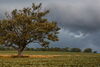 Tree on the Illinois prairie