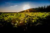 Crops and sun