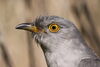 Cuckoo bird