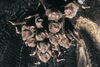 Bats in a cave