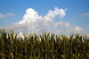 Corn on a sunny day