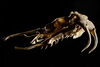 Viper skull