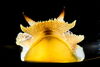 Sea slug