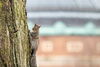 Squirrel on a tree trunk on the Main Quad