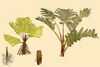 Illustration of how zombie leaves work