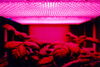Plants under a purple light