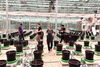 Sugarcane research in greenhouse