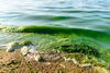Algal bloom