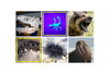 Various puncture tools on animals and insects