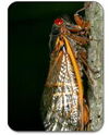 Return of the Cicadas