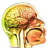 Healthy Brains