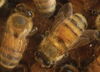Bee Spotters
