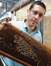 Honey Bees High on Cocaine