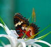 A Bug's Life
