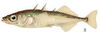 Can a Fish Be Mr. Personality?