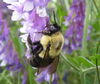 Bee Sequence