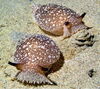 Sea Slugs and Vegas Gamblers