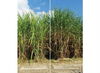 Pursuing the power of sugarcane