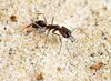 Float like a butterfly, sting like a trap-jaw ant?