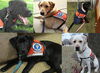 Training man's best friend to be a helper