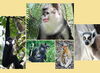 Experts: Many nonhuman primates face extinction