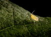 Team nebulizes aphids to knock down gene expression