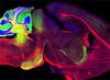 LAS students honored in Image of Research competition
