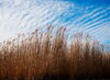 Bioenergy research center to launch at Illinois 
