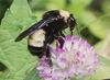 What is killing the bees?