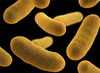 Slowing bacteria may be more effective than killing them