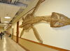 Renovated: The Natural History Building reopens 