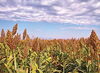 U.S. Department of Energy grant will fund sorghum research at Illinois