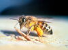 Genomic study explores evolution of gentle &lsquo;killer bees&rsquo; in Puerto Rico