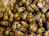 Agricultural fungicide attracts honey bees, study finds
