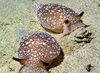 Virtual predator is self-aware, behaves like living counterpart