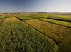 U of I receives $10.6 million to produce biodiesel and biojet fuel