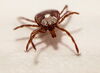Should we worry about ticks this summer?